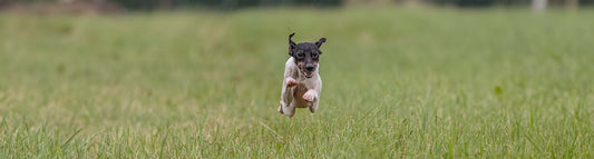 Japanischer Terrier