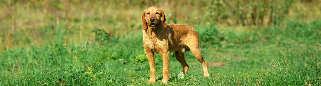 Griffon Fauve de Bretagne