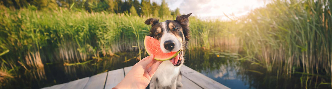 Das richtige Futter für Hunde im Sommer