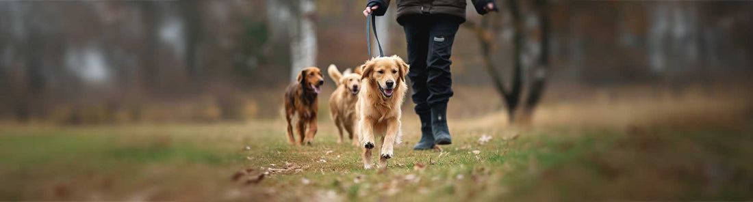 Hundetraining - was du zum Thema wissen solltest