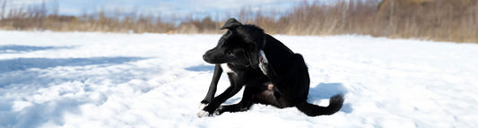 Warum kratzt sich mein Hund?