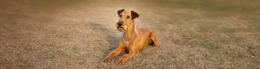 Irish Terrier