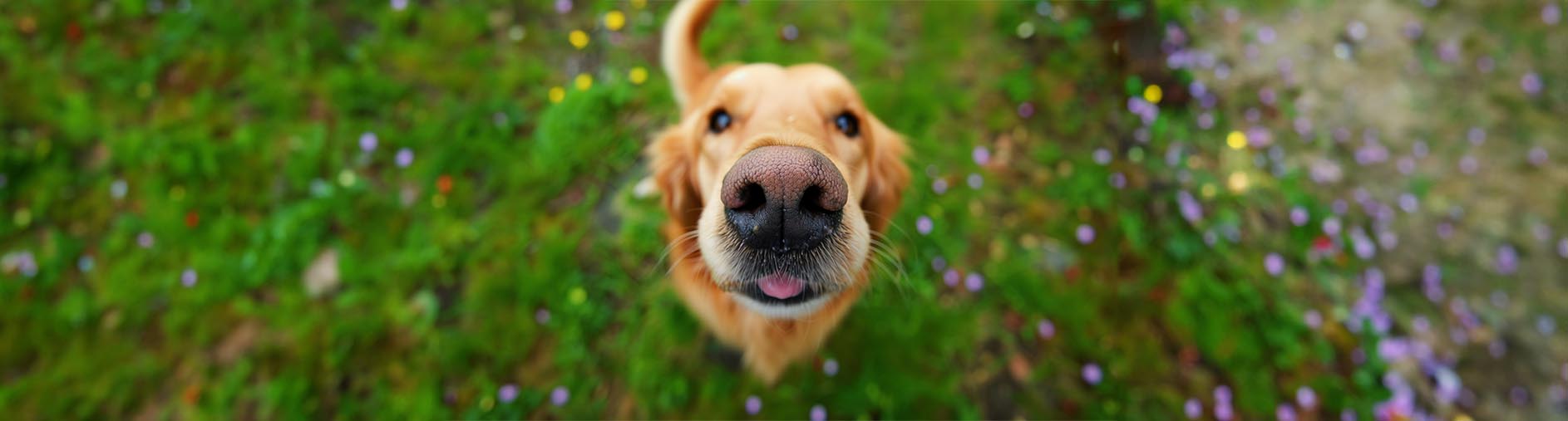 Schmatzen beim Hund - ist das normal? – snack4pet