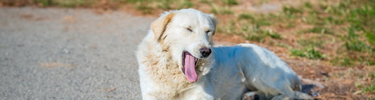 Schluckauf beim Hund - ist das gefährlich?