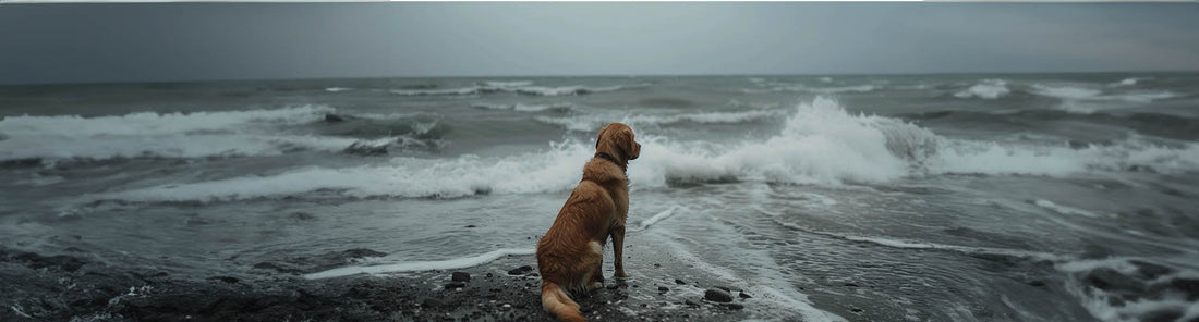 Können Hunde ans Wasser gewöhnt werden?