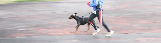 Joggen mit Hund