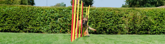 Hundesport - welche Hundesportarten gibt es?