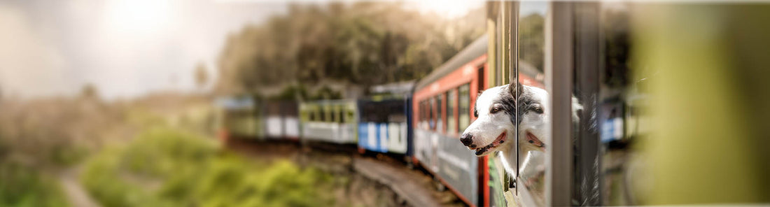 Hunde im Zug mitnehmen - geht das so einfach?