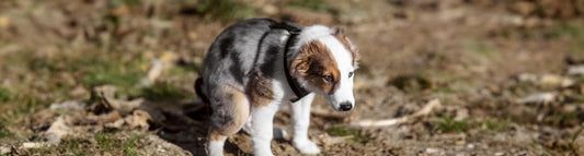 Durchfall beim Hund