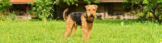 Airedale Terrier