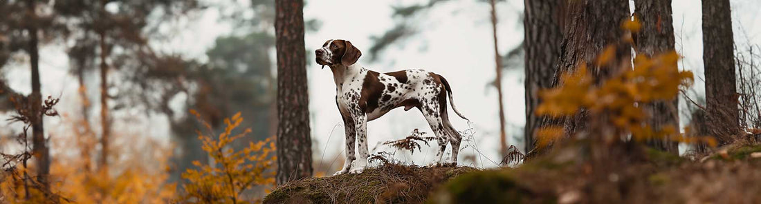 Altdänischer Vorstehhund