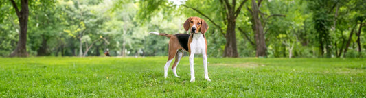 American Foxhound