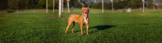 American Pit Bull Terrier