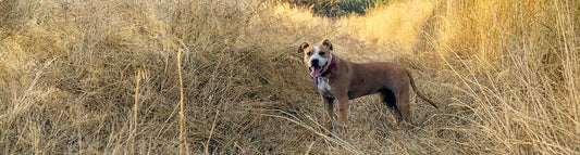 American Staffordshire Terrier