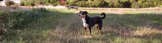 Appenzeller Sennenhund,