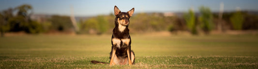 Australian Kelpie