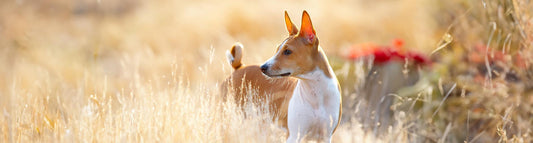 Basenji 