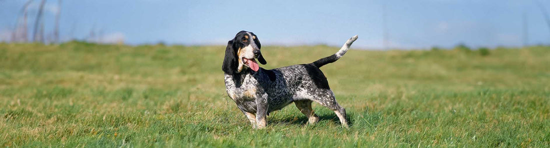 Basset Bleu de Gascogne