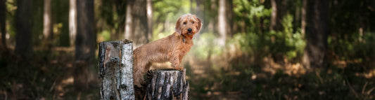 Basset fauve de Bretagne