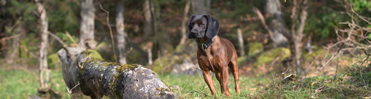 Bayerischer Gebirgsschweisshund