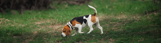 Beagle