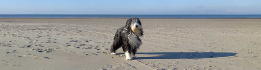 Bearded Collie 