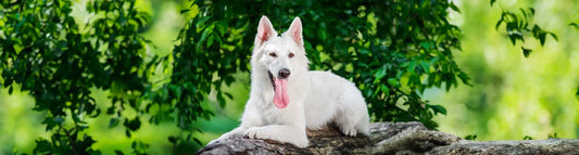 Berger Blanc Suisse