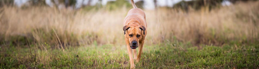 Boerboel