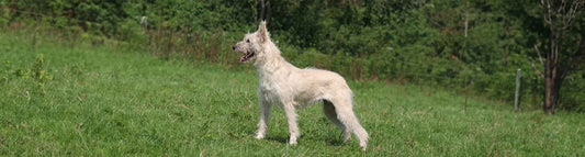 Bouvier des Ardennes