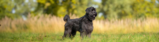 Bouvier des Flandres