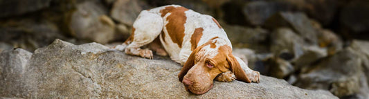 Bracco Italiano