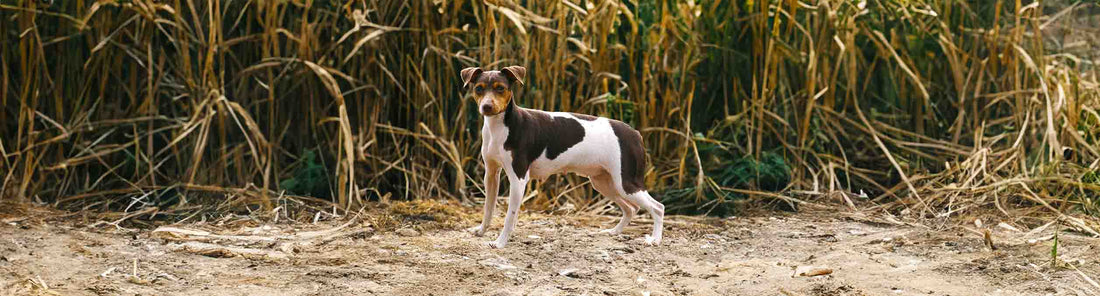 Brasilianischer Terrier