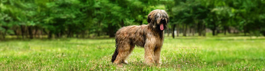 Briard