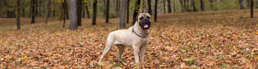 Bullmastiff