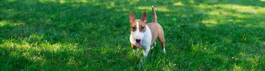 Bullterrier