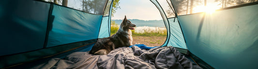 Camping mit Hund: Alles, was du wissen musst