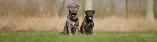 Cane Corso