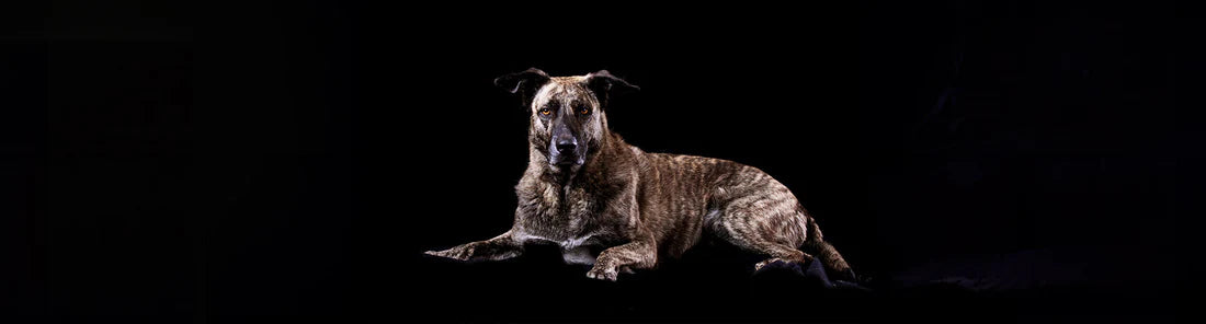 Cão de Castro Laboreiro