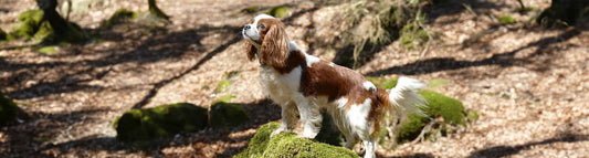 Cavalier King Charles Spaniel