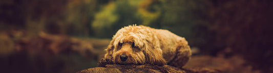 Cavapoo