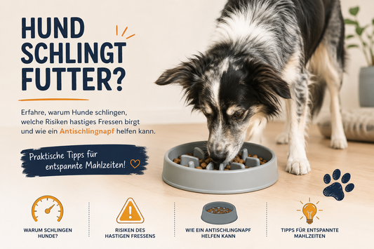Warum Hunde schlingen – und was man dagegen tun kann