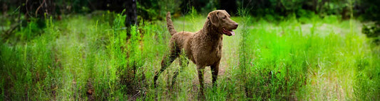 Chesapeake Bay Retriever