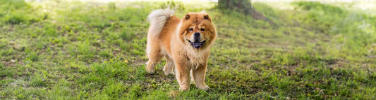 Chow Chow