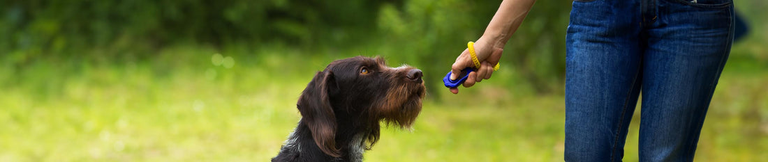 Clickertraining bei Hunden