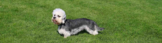 Dandie Dinmont Terrier