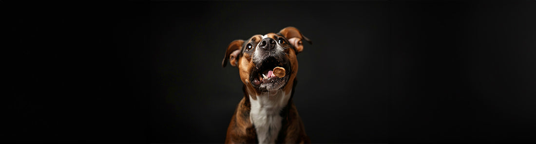 Die besten Trainingssnacks für Hunde