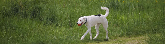 Dogo Argentino