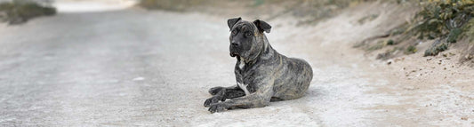 Dogo Canario