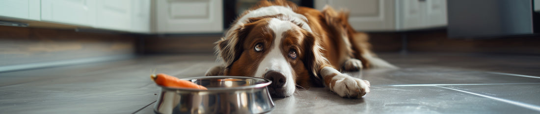 Eliminationsdiät für Hunde mit Allergie