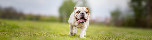 Englische Bulldogge